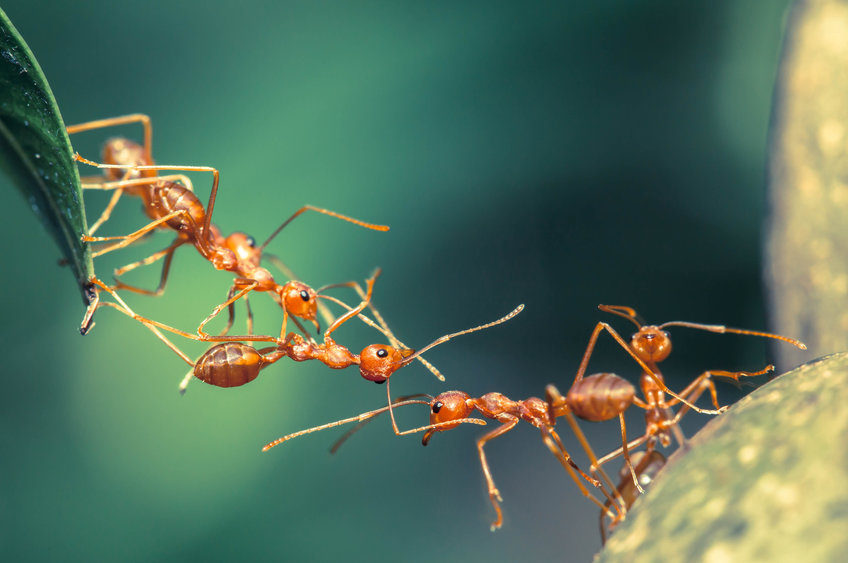 ants, unit, Project: From Data to Theory in Ethics